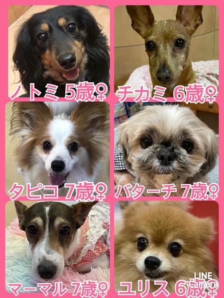 🐾今日の里親様募集中ワンコ🐶メンバーです🐾2022,5,10【保護犬カフェ天神橋店】